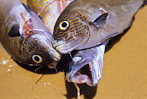 Spearfisherman's catch - Sea Perch and Parrot Fish, Inhassoro, Mozambique, November 2008