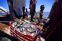 Fishermen unloading catch from gill netting, Inhassoro, Mozambique, November 2008