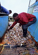 Fisherman sorting Shrimp and bycatch on shrimp dragger, Maputo, Mozambique, November 2008