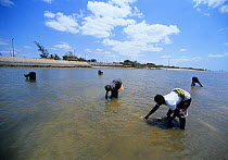Fisherwomen collecting clams at low tide, Maputo, Mozambique, November 2008