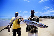 Fishermen with Barracuda caught with rod and reel, Tofo, Mozambique, November 2008