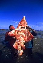 Fisherman with White-Spotted Shovelnose Shark {Rhynchobatus djiddensis} caught with gill net. Maputo, Mozambique, November 2008