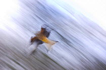 Red kite (Milvus milvus) flying, Gigrin Farm, Powys, Rhayader, Wales, UK, February 2009
