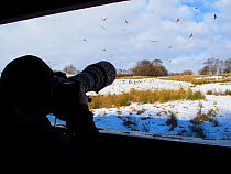 Photographer, Juan Carlos Munoz, taking photographs of Red Kites (Milvus Milvus) from hide at feeding site, Gigrin Farm, Powys, Rhayader, Wales, UK, February 2009