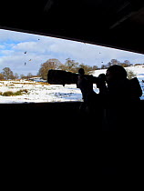 Photographer, Juan Carlos Munoz, taking photographs of Red Kites (Milvus Milvus) from hide at feeding site, Gigrin Farm, Powys, Rhayader, Wales, UK, February 2009