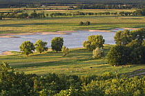 Elbe River with cows grazing in field, Elbe Biosphere Reserve, Lower Saxony, Germany, August 2008