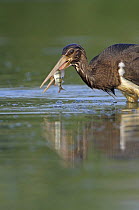 Juvenile Black stork (Ciconia nigra) with caught fish, Elbe Biosphere Reserve, Lower Saxony, Germany, August 2008