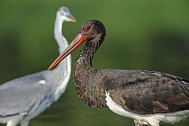 Black stork (Ciconia nigra) portrait with a Grey heron (Ardea cinerea) in the background, Elbe Biosphere Reserve, Lower Saxony, Germany, September 2008