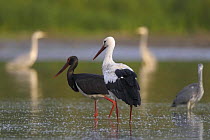 White stork (Ciconia ciconia) and a Black stork (Ciconia nigra) with Grey herons (Ardea cinerea) in the background, Elbe Biosphere Reserve, Lower Saxony, Germany, September 2008