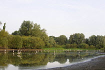Grey herons (Ardea cinerea) wading in river,  Elbe Biosphere Reserve, Lower Saxony, Germany, September 2008