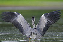 Rear view of Grey heron (Ardea cinerea) with wings stretched open, Elbe Biosphere Reserve, Lower Saxony, Germany, September 2008