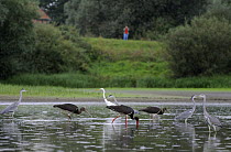 Black storks (Ciconia nigra) and Grey herons (Ardea cinerea) with a Great egret (Casmerodius albus) in water, with a bird watcher in the distance, Elbe Biosphere Reserve, Lower Saxony, Germany, Septem...
