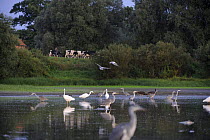 Black storks (Ciconia nigra) with Grey herons (Ardea cincerea) and Great egrets (Casmerodius albus) in river, with cows and a person in the distance, Elbe Biosphere Reserve, Lower Saxony, Germany, Sep...