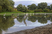 Black storks (Ciconia nigra) Grey herons (Ardea cinerea) and Great egret (Casmerodius albus) in river, Elbe Biosphere Reserve, Lower Saxony, Germany, September 2008