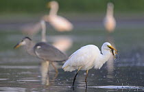 Great egret (Ardea alba) wading with fish in its beak, Elbe Biosphere Reserve, Lower Saxony, Germany, September 2008