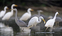 Great egret (Ardea alba) with fish in beak with others and Grey herons (Ardea cinerea) in the background, Elbe Biosphere Reserve, Lower Saxony, Germany, September 2008