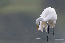 Great egret (Ardea alba) hunting for fish, Elbe Biosphere Reserve, Lower Saxony, Germany, September 2008