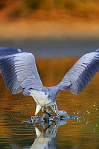 Rear view of Grey heron (ardea cinerea) hunting for fish, Elbe Biosphere Reserve, Lower Saxony, Germany, September 2008