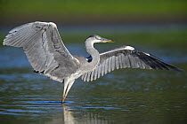 Grey heron (Ardea cinerea) with wings out stretched, Elbe Biosphere Reserve, Lower Saxony, Germany, September 2008