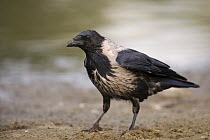 Hooded Crow (Corvus cornix) Elbe Biosphere Reserve, Lower Saxony, Germany, September 2008