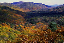 Kedrovaya State Nature Reserve in autumn, Ussuriland, Primorsky, Far East Russia, the valley of river Kedrovaya (green) contoured by hills with Mongolian oak forest (yellow-brownish). October 2006