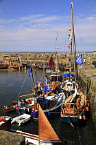 Various sailing craft in Portsoy harbour, Moray Firth, for the annual boat festival. July 2009.