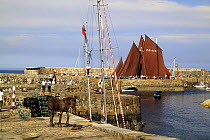 Portsoy harbour during the annual boat festival. Moray Firth, Scotland, July 2009.