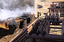 Racks of Haddock (Melanogrammus aeglefinus) waiting to be hot smoked in Whisky barrels, Scotland, July 2009.