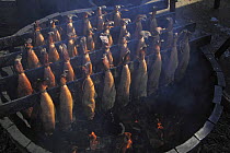 Smoked Haddock, "Arbroath Smokies" being cured in a traditional barrel smoking kiln. Moray Firth, Scotland. July 2009.