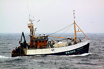 Fishing vessel "Sagittarius" heading for shore after a successful fishing trip on the North Sea, July 2009.