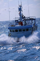 Fishing vessel "Harvester" scattering seabirds while heading into waves on the North Sea, July 2009. Property Released.