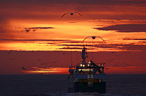 North Sea trawler heading west at dusk, followed by seabirds, September 2009. Property released.