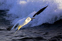 Northern Gannet (Morus bassanus) on the North Sea, with breaking wave.