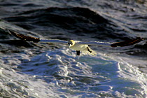 Northern Gannet (Morus bassanus) on the North Sea.
