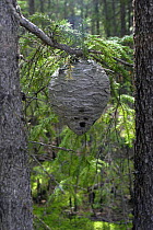 Wasp's nest (Vespula sp) in forest, Russia