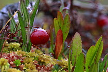Cranberry {Vaccinium oxycoccos} growing amongst moss, Russky sever NP, Vologda Oblast, Russia, October.