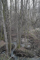 Riparian forest with Common Alder {Alnus glutinosa} and woodland stream, Central Russia. Spring, April 2007.