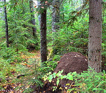 North of Russia, National Park 'Russsian North' (Vologda Region), October.  Sokolsky Forect. Spruce-pine forest with ant-hill óññêèé Ñåâå, íàöèîíàëüíûé ïàê "óññêèé ...