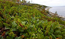 Mountain Bearberry bushes {Arctous alpinus} on the shores of the White Sea, Karelia, N Russia
