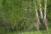 White birch trees (Betula pubescens) Moscow Oblast, Russia, May 2007