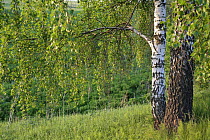 White birch trees (Betula pubescens) Moscow Oblast, Russia, May 2007