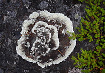 Ring lichen pattern on rocks on the shore of the White Sea, Karelia, Russia, June 2008.