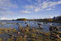 Shores of a inlet of the White Sea, Karelia, N Russia, September 2007