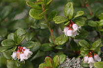 Flowers of European Cranberry {Vaccinium oxycoccos} Karelia, N Russia