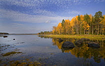 Shores of an inlet of the White Sea, Karelia, N Russia, September 2007