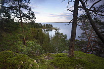 Scots pine, dwarf bushes, moss and lichen beside Kandalakshsky Bay, White Sea, N Russia, daylight at night, July 2009