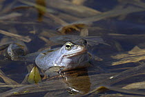 Blue / Moor frog (Rana arvalis) Central Russia, April 2007