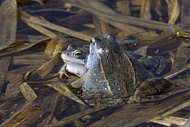 Blue / Moor frog (Rana arvalis) pair, Central Russia, April 2007