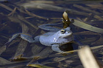 Blue / Moor frog (Rana arvalis) Central Russia, April 2007