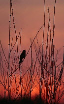 Silhouette of Grasshopper warbler {Locustella naevia} singing in early spring at dawn, Central Russia.